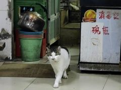 -椒香鸡(西区体育馆店)