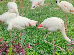 -广州长隆飞鸟乐园