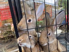 -马陆小张葡萄园农家乐