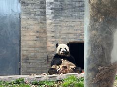 -都江堰中华大熊猫苑