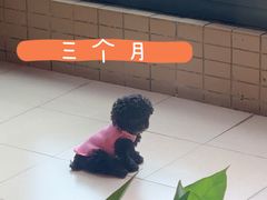 -总动员动物医院(宝丰院店)