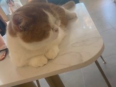 -飞行喵MR PILOT|猫舍·猫咖(静安大融城店)