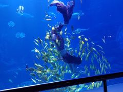 -太平洋海底世界