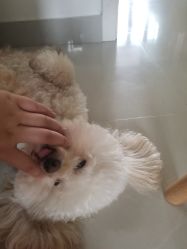 -金夫人美容