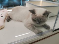-babydoll猫舍·米努特·德文·缅因(久光中心店)