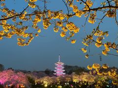 -东湖磨山景区樱花园-停车场