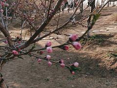 -桃花堤公园