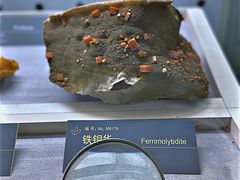 -中国地质博物馆
