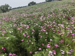 -西京湾花海