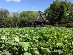 -上海醉白池公园
