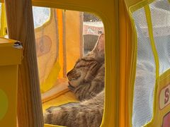 -帕帕拉兹宠物(亚洲旗舰店)