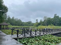 -溱湖国家湿地公园