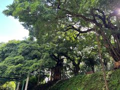 -九龙公园