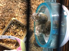-龟与熊猫宠物公园(南坪店)