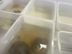 -灵龟之家百象馆(百象馆联合旗舰店)