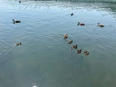 -西湖外事游船(湖滨二公园外事游船码头)