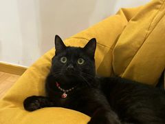 -萌兽医馆·宠物医院·猫骨科(创景店)