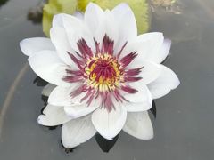 -中国科学院华南植物园
