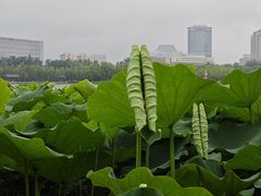 -莲花池公园