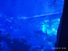 -成都浩海立方海洋公园