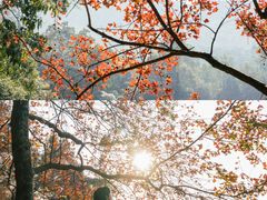 -广州市石门国家森林公园