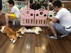 -柯斗斗主题餐厅·狗咖·围炉煮茶·茶饮(国瑞升平里店)