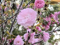 -高东镇樱花园