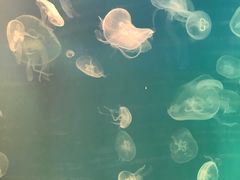 -福州罗源湾海洋世界旅游区