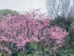 -红梅公园