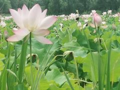 -绍兴镜湖国家城市湿地公园