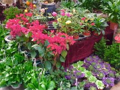 -秦美花卉(天朗·莱茵小城2期店)