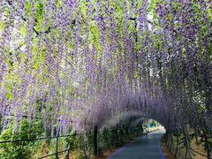 -大塘金香草谷