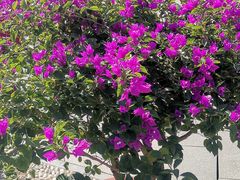 -燕郊植物园