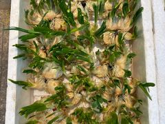 -双季花艺园艺市场(浦东店)