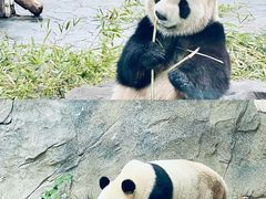 -上海野生动物园