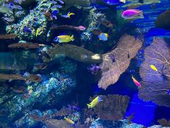 -上海海洋水族馆