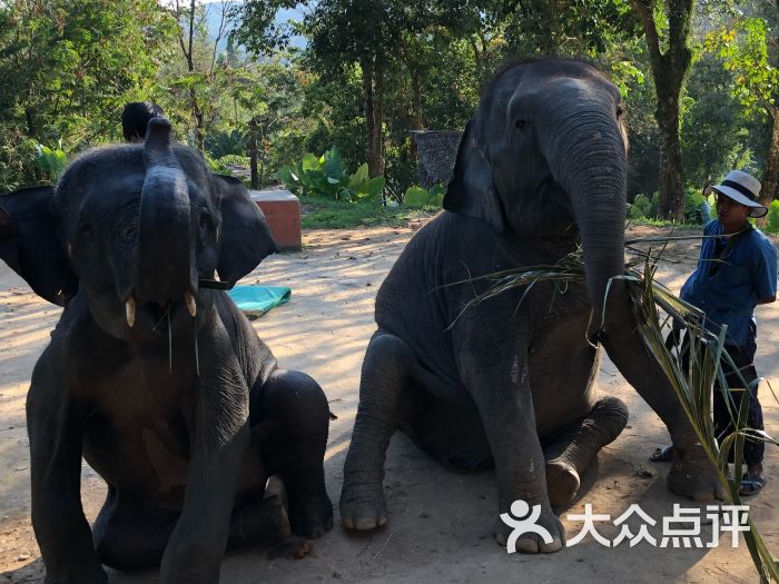 海景大象营图片 - 第6张