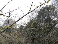 -南山植物园