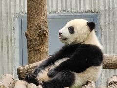 -卧龙中华大熊猫苑神树坪基地