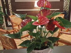 -杭州香格里拉·香宫中餐厅