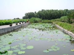-白洋淀景区