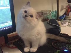 -Bastet sally猫舍购宠(静安店)