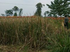 -清芳源牛排火锅