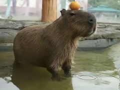 -合肥野生动物园