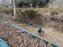 -北京麋鹿生态实验中心