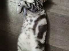 -猫尾侦探俱乐部·剧本杀·狼人杀