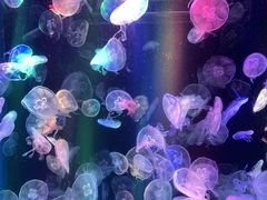 -海合安成都极地海洋公园