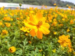 -野狸岛