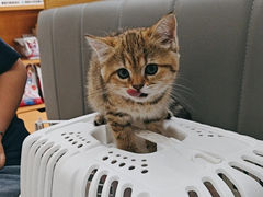 -艾贝尔宠物医院·24H转诊中心·肿瘤猫专科(江宁双龙店)