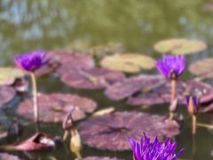 -国家植物园